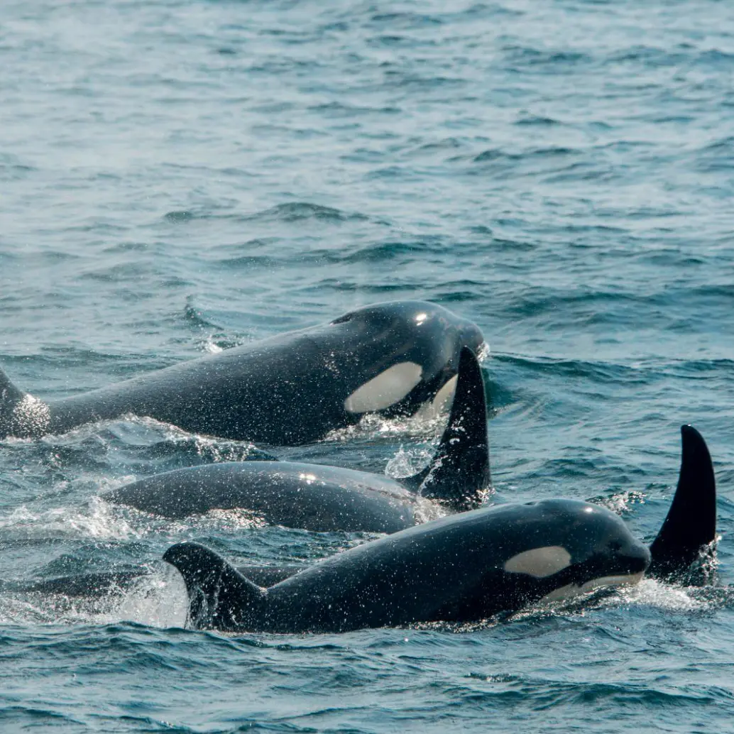 La población de ballenas del mar de Salish está en peligro de extinción. En el último censo, el año pasado se contabilizaron solo 73 ejemplares. Foto Getty. 