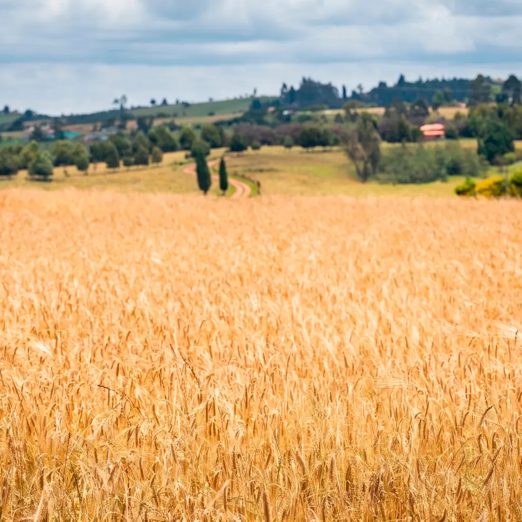 Fenalce pidió al Ministerio de Agricultura ajustar la asignación del Incentivo al Seguro Agropecuario para evitar el agotamiento anticipado de recursos en 2026. FOTO suministrada por Fenalce
