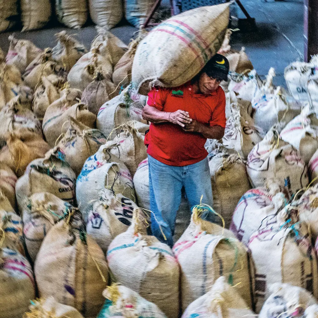 La actual situación hace pensar en 2023, año extremadamente lluvioso y con menos horas de luz de las necesarias, cuando los cafeteros recolectaron si acaso entre un 30% y un 40%. FOTO Julio César Herrera