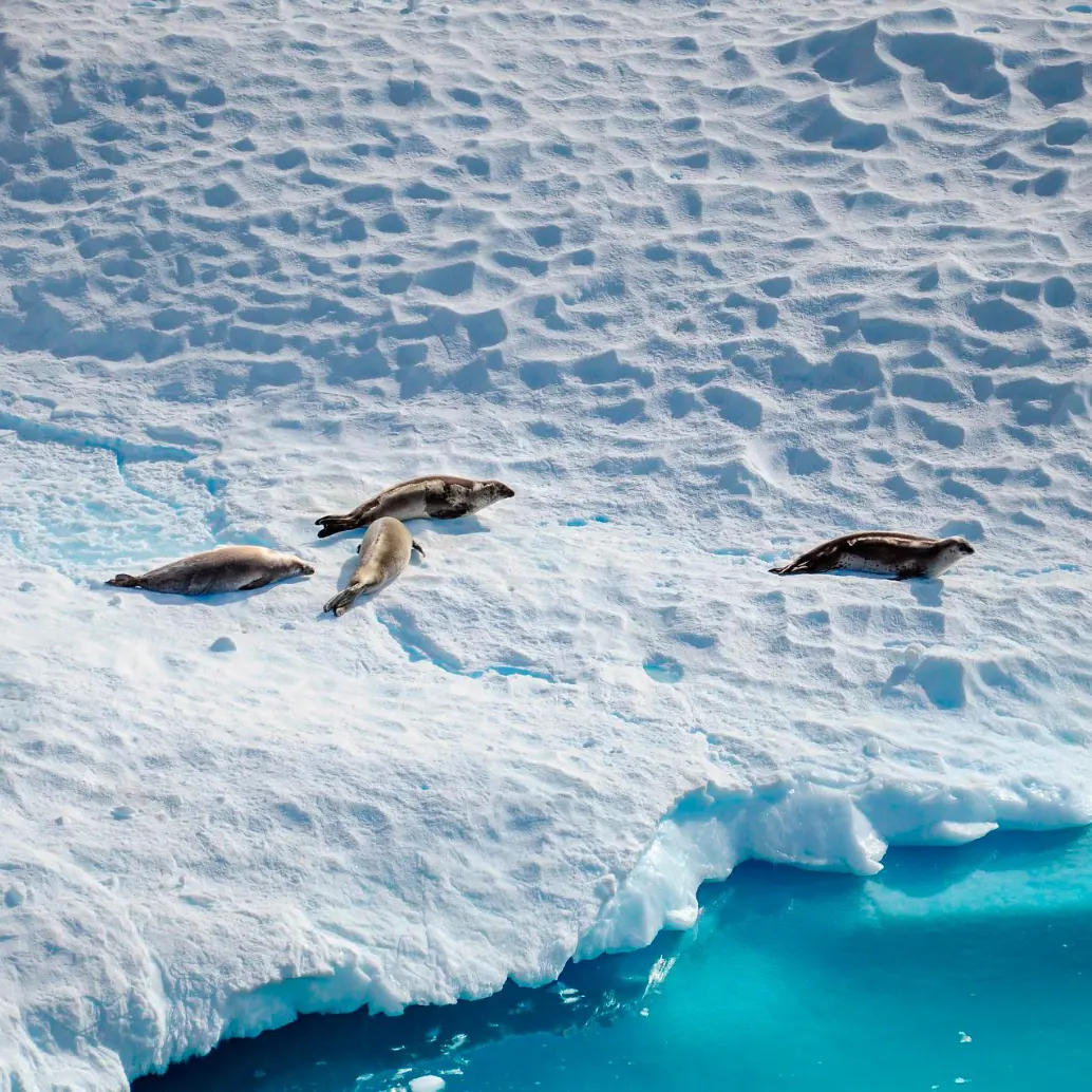 La Antártida, con su vasto silencio electromagnético y kilómetros de hielo intacto, se ha convertido en uno de los pocos lugares del planeta capaces de revelar señales cósmicas que escapan a toda explicación conocida. FOTO Pixabay