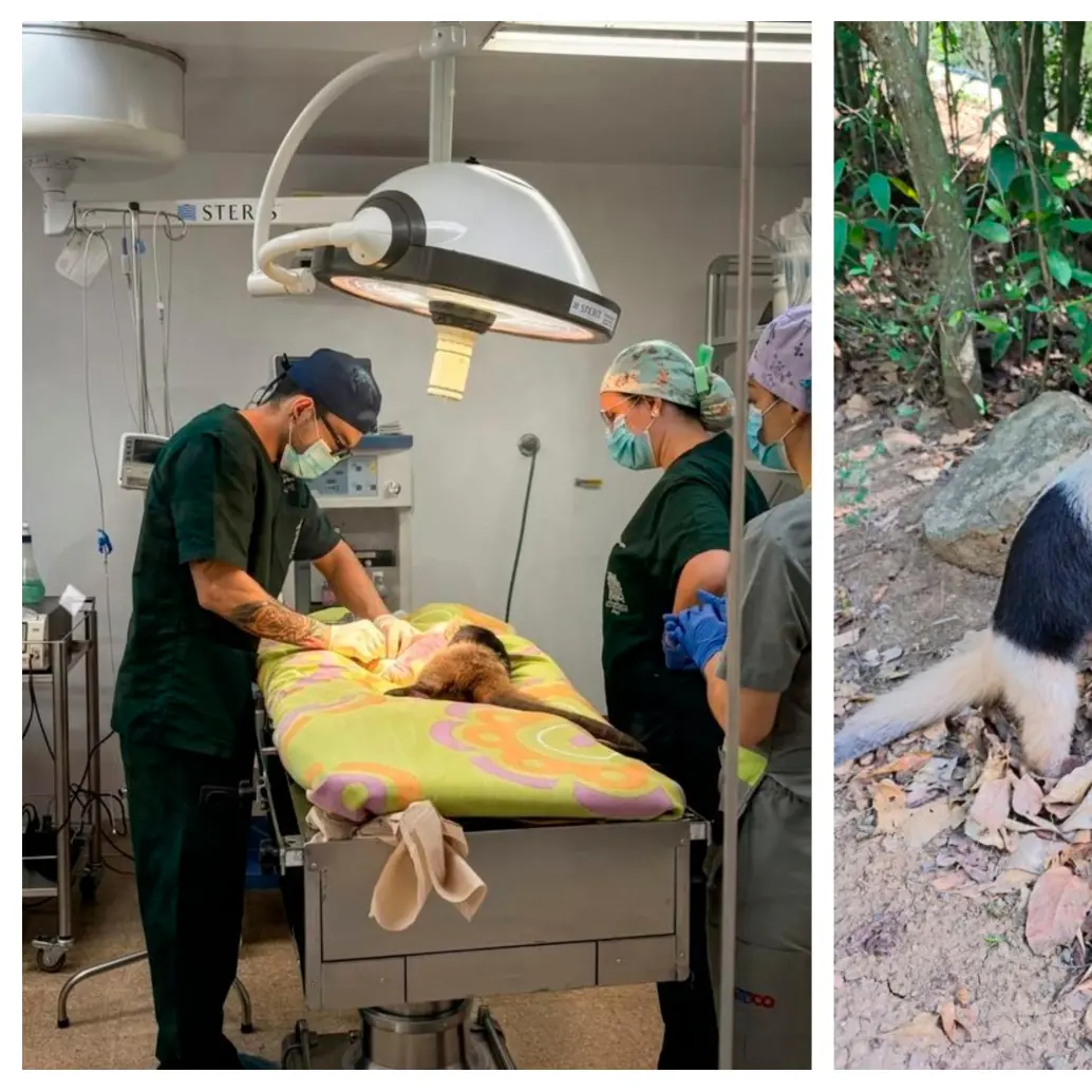 Fue necesario un equipo interdisciplinario para hacer la intervención. Se espera que el ejemplar quede en condiciones óptimas para sobrevivir. FOTO: CORANTIOQUIA