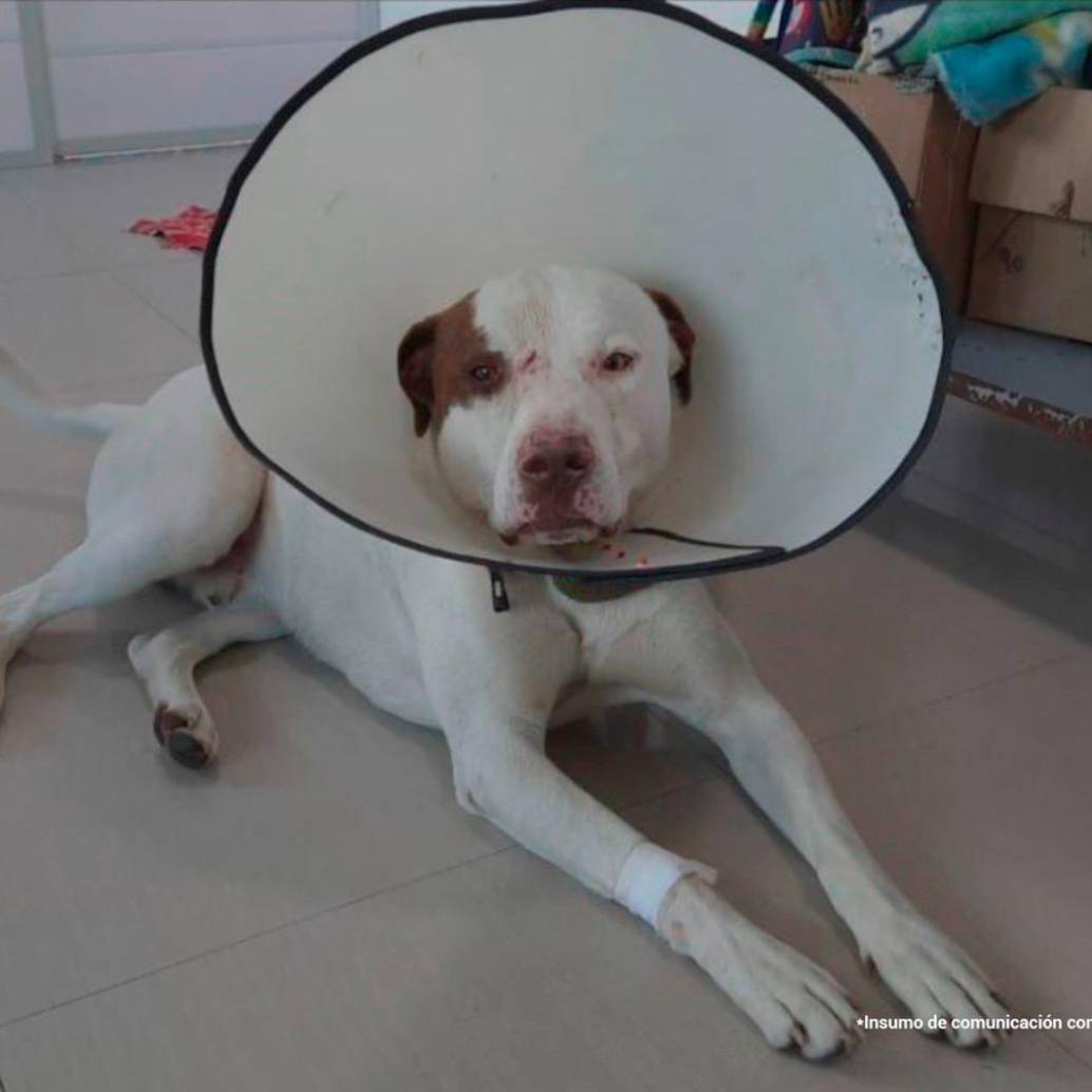 Snoopy fue atacado con una tijeras por un familiar de su propietaria. Los hechos ocurrieron en la vereda El Hato, en La Calera, Cundinamarca. Foto: Cortesía de Fiscalía.