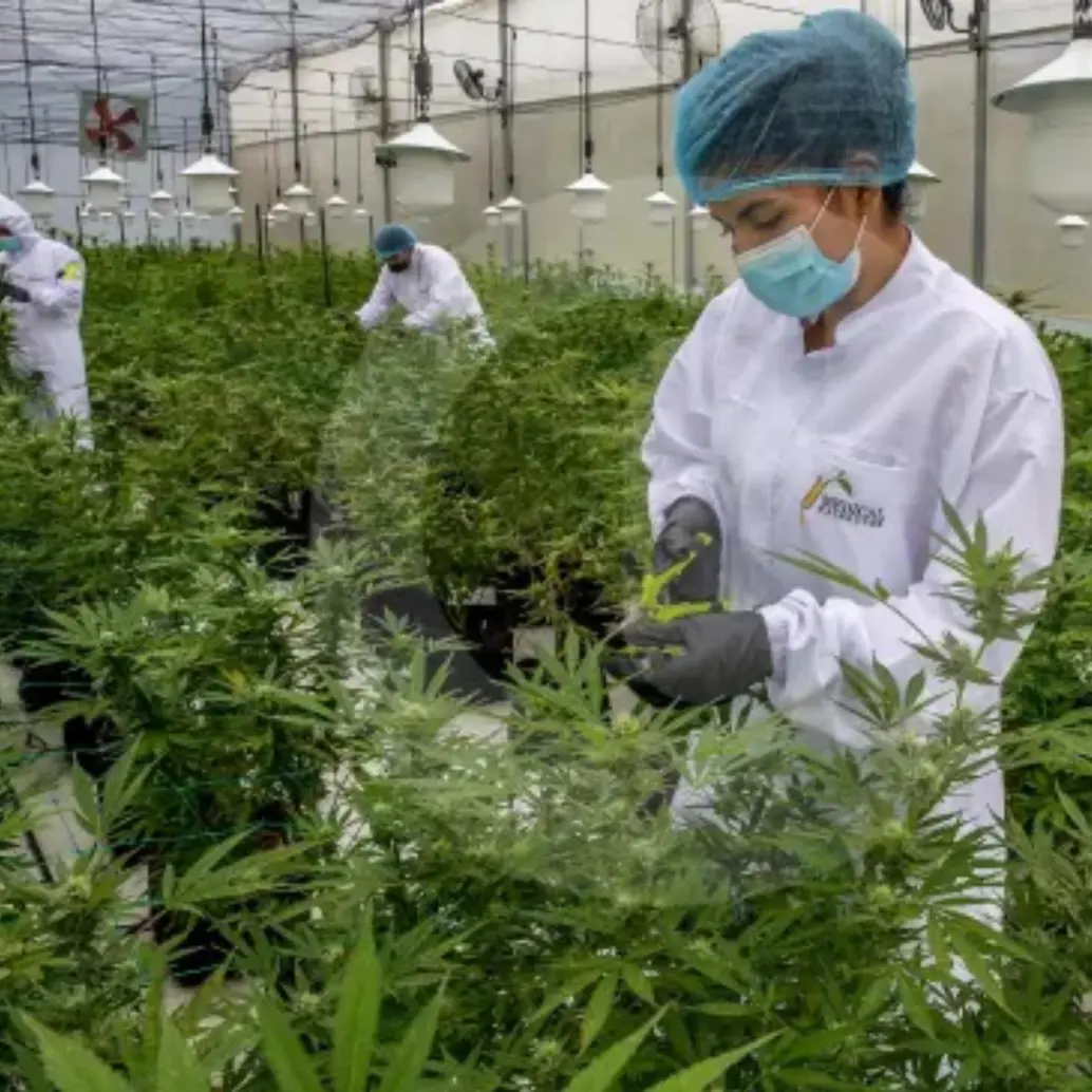 El proyecto no solo busca despenalizar el consumo, sino que blinda a las comunidades indígenas, afro y campesinas al reservarles el 70% de las licencias de cultivo. FOTO: Juan Antonio Sánchez 