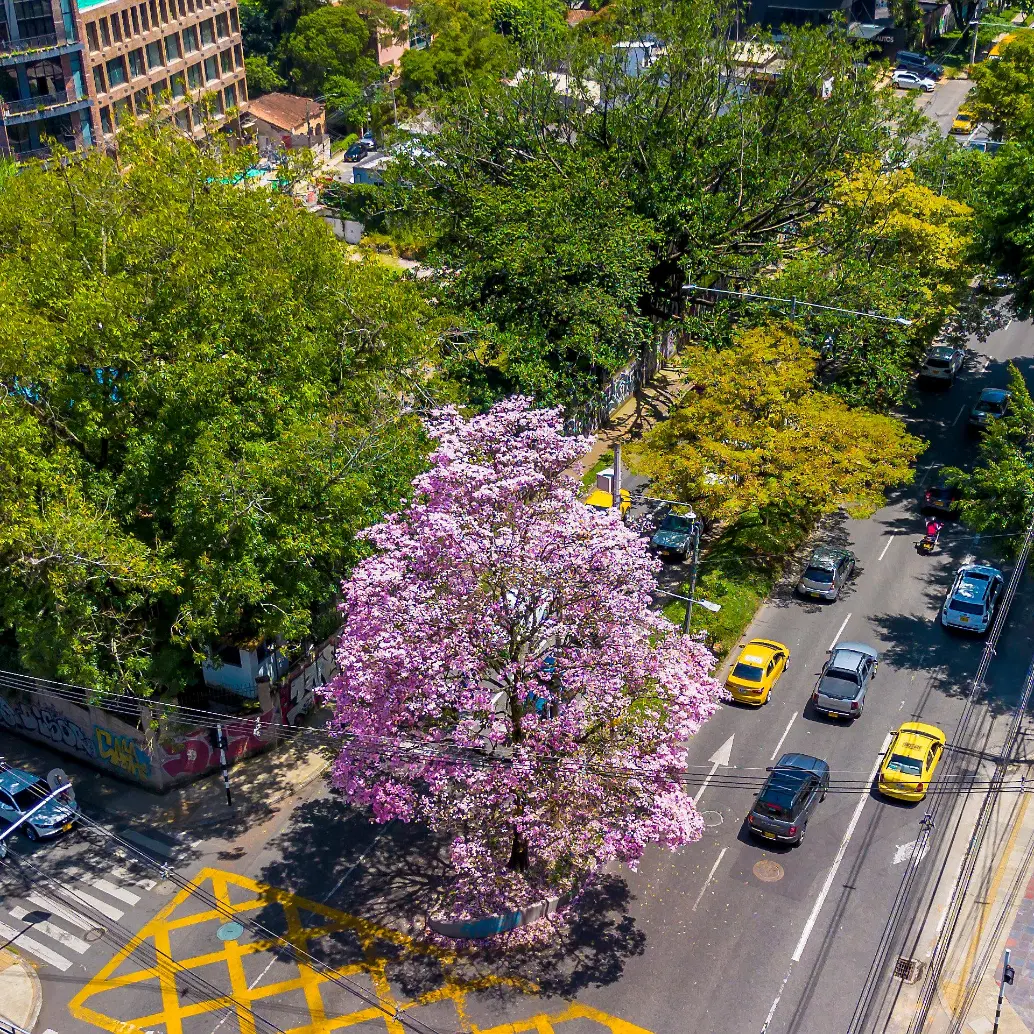 Las flores, de un rosado intenso, cubren por completo las ramas de los árboles, creando un efecto visual que parece salido de una pintura. El espectáculo no solo se vive en las copas de los árboles, sino también en el suelo, donde una alfombra de pétalos caídos transforma el concreto en un lienzo natural. Foto: Camilo Suárez Echeverry