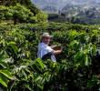 Productores de café, cacao, palma y ganado deberán implementar sistemas de trazabilidad, geolocalización y verificación ambiental para cumplir con el reglamento EUDR de la Unión Europea. FOTO Julio César Herrera