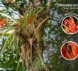 Las epífitas, como orquídeas y bromelias, crecen sobre los árboles sin dañarlos y son indicadores de la salud de los bosques de San Antonio de Prado. FOTO cortesía Alcaldía de Medellín