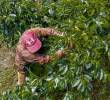 Caficultor en una finca de Fredonia, Suroeste antioqueño, uno de los municipios cobijados por las Appa del Gobierno Nacional. FOTO: Manuel Saldarriaga Quintero