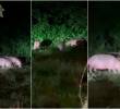 Al menos siete hipopótamos fueron avistados en los últimos días en Doradal. FOTOS Captura de video cortesía