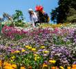 La feria de las flores irá del 31 de julio al 9 de agosto. FOTO Julio César Herrera