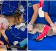 El animal fue atropellado en Barbosa y trasladado por los bomberos hacia el centro de atención de fauna silvestre, donde lo sometieron a una cirugía. FOTOS: Cortesía AMVA