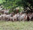 El Gobierno Nacional busca reducir el precio del ganado en pie para contener el alza en la carne. FOTO EL COLOMBIANO