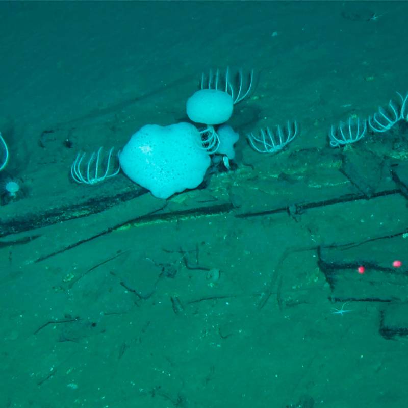 Esta fotografía, tomada por Global TREnD, IDSSE, a siete kilómetros de profundidad en el lecho marino de la Zona Diamantina en el Océano Índico en 2023 y publicada el 10 de junio de 2026, muestra huesos de ballena en el cementerio de ballenas más grande conocido del mundo. Foto AFP PHOTO / HANDOUT GLOBAL TREND, IDSSE
