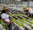 En la comuna 13 funcionan las Terrazas Verdes, una estrategia que promueve la seguridad alimentaria en hogares con jefas de hogar mujeres. La iniciativa es de líderes sociales y la apoyan empresas y la Fundación Éxito. FOTO Julio César Herrera