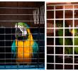 Estas fueron las aves halladas y luego trasladadas a un centro de rehabilitación animal. FOTOS: Cortesía Área Metropolitana