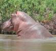 La problematica con los hipopótamos en el Magdalena Medio se volvió un tema de difícil control por la falta de depredadores y por los perjuicios ambientales que están generando. FOTO: <b>JUAN ANTONIO SÁNCHEZ</b>