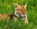 Hay más de 3.000 tigres libres en India. FOTO Juan A. Sánchez