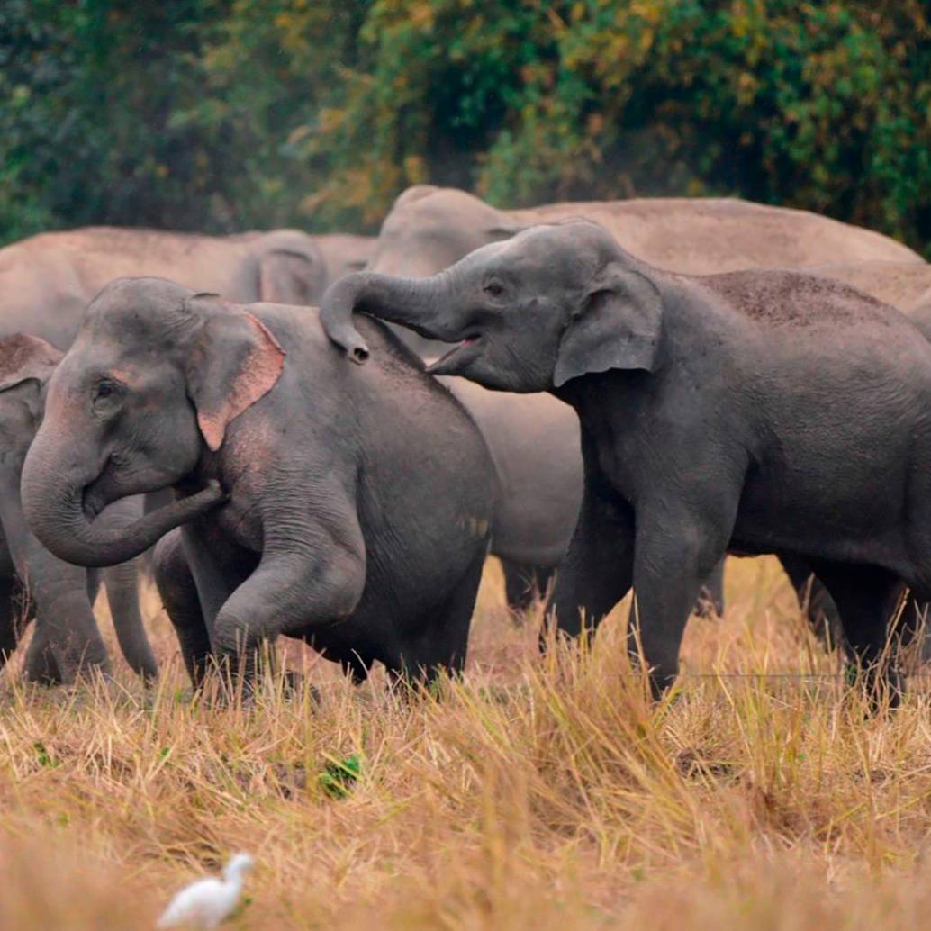 Un grupo de científicos en la India encontró que los elefantes asiáticos entierran y lloran a sus muertos. Foto Getty.