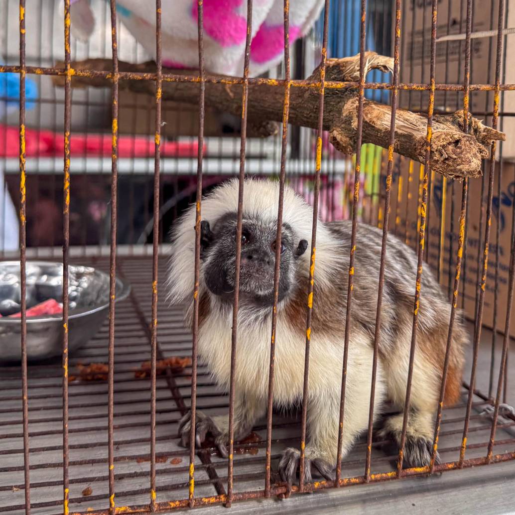 Uno de los animales salvajes entregados al Área Metropolitana tras su cautiverio. FOTO: Cortesía