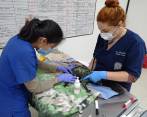 Momento en que la zarigüeya era atendida por médicos veterinarios. - Foto: cortesía Cornare 