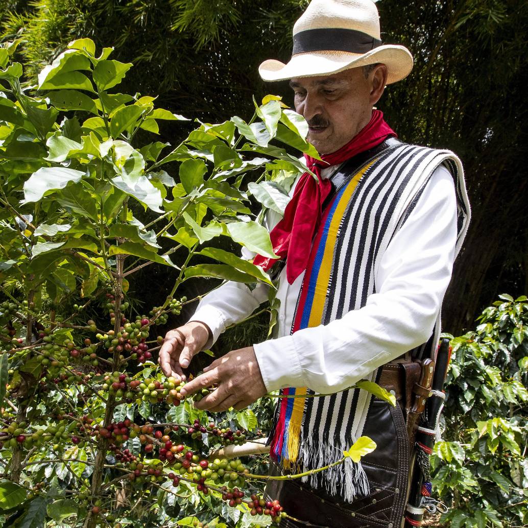 La preocupación aumenta ante el avance de Brasil, principal exportador mundial de café, que ya estaría explorando un posible acuerdo comercial con Estados Unidos para eliminar los aranceles al grano. Foto: Jaime Pérez