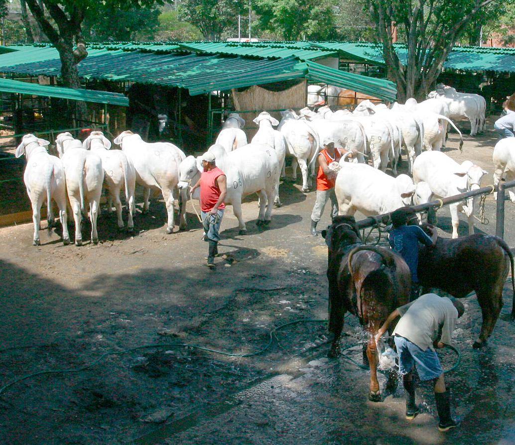 La habilitación de 11 plantas colombianas permitirá exportar carne bovina y porcina a Filipinas, un mercado de 121 millones de habitantes que importa hasta el 60 % de la carne que consume. FOTO EL COLOMBIANO