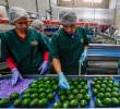 La producción y exportación de aguacate Hass en diversos municipios de Antioquia ha convertido a esta actividad en uno de los jalonadores del crecimiento económico. <span class=mln_uppercase_mln>FOTO</span> <b><span class=mln_uppercase_mln>Camilo Suárez</span></b>