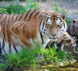 Según el zoológico, La tigresa Yushka, madre de los tres cachorros de tigre siberiano, abandonó a su camada días después del parto, obligando a la intervención de los veterinarios. Imagen: Zoológico de Leipzig.