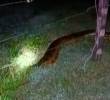 Esta es la anaconda que apareció entre Puerto Nare y Puerto Triunfo. FOTO: TOMADO DE VIDEO PUERTO NARE ES NOTICIA