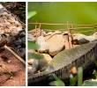 El humedal es hábitat de variadas especies animales y vegetales que le dan belleza a este pulmón verde de la ciudad. FOTO: ALCALDÍA