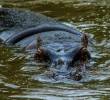 En la subregión del Magdalena Medio antioqueño se calcula hay más de 200 hipopótamos. FOTO: Camilo Suárez Echeverry.