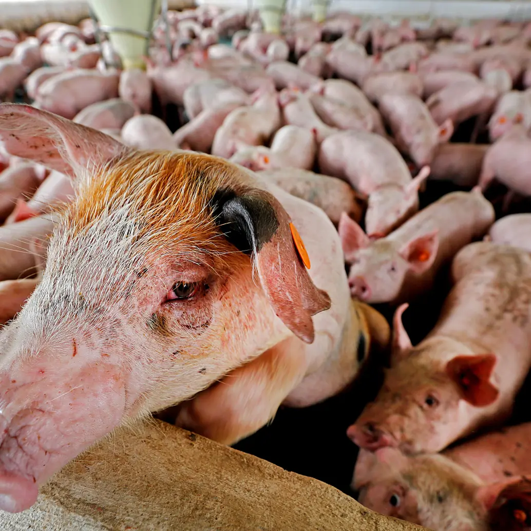La Peste Porcina Africana (PPA) nunca ha estado en el territorio nacional. FOTO EL COLOMBIANO