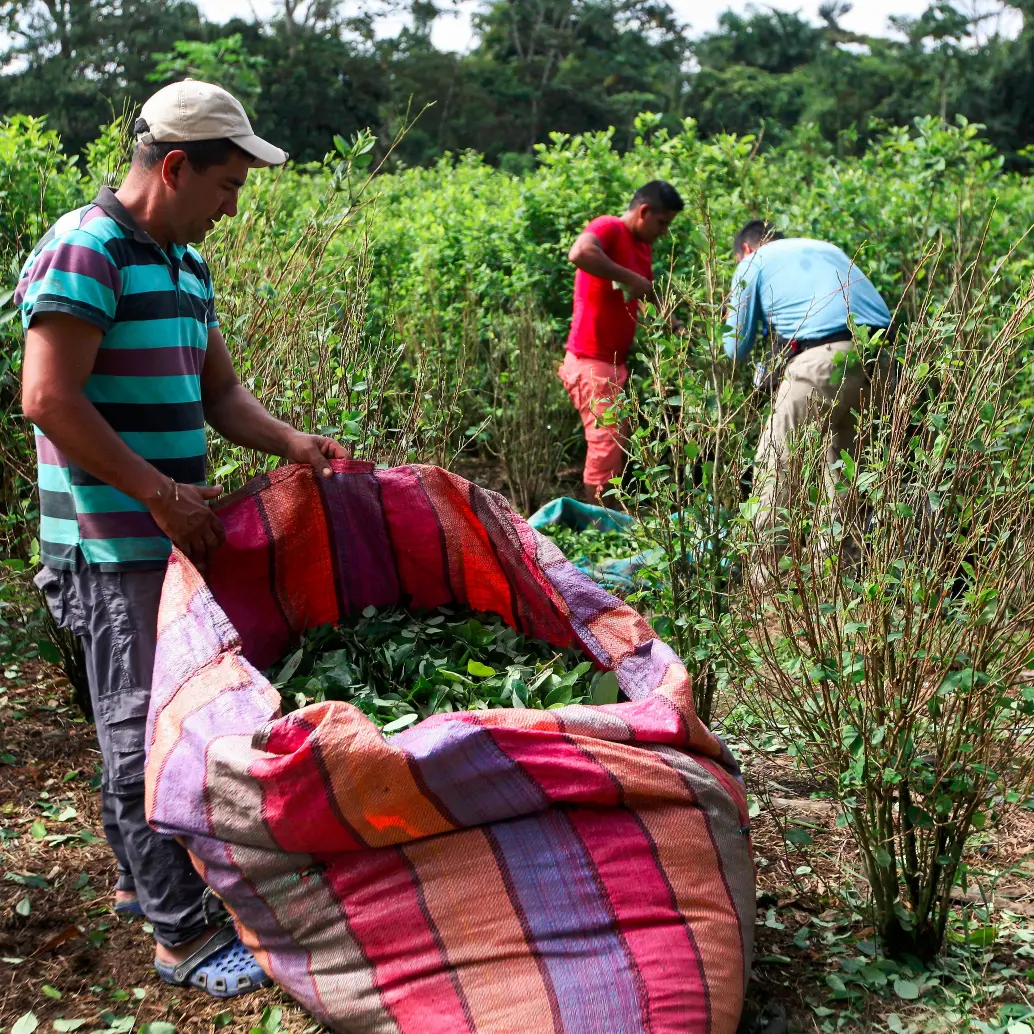 Los cultivos de hoja de coca ya son más altos que los de papa y yuca. Foto Manuel Saldarriaga. 