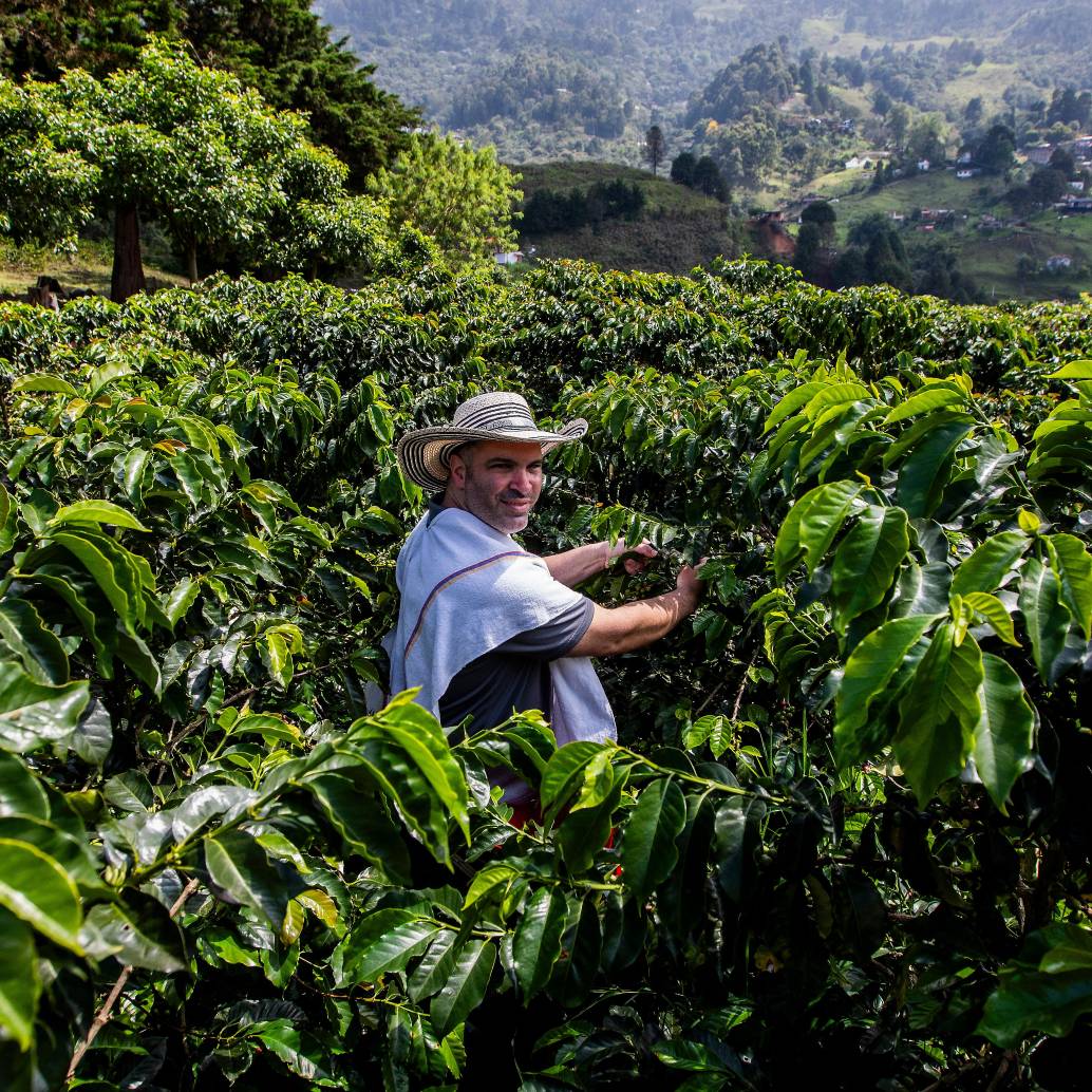 Productores de café, cacao, palma y ganado deberán implementar sistemas de trazabilidad, geolocalización y verificación ambiental para cumplir con el reglamento EUDR de la Unión Europea. FOTO Julio César Herrera
