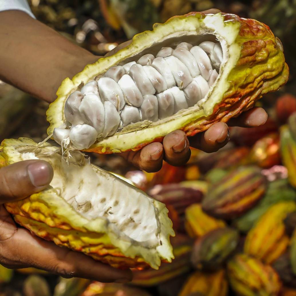 El sector cacaotero es de vital importancia para Colombia ya que genera cerca de 174.000 empleos directos e indirectos y su producción está presente en 500 municipios de 30 departamentos. Foto: Juan Antonio Sánchez