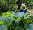 Yesenia Loaiza tiene sus eras y ha sido artífice de la investigación con la mosca soldado negro. FOTOS: Julio César Herrera Echeverri