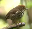 El Tororoí tiene como nombre científico: Grallaria urraoensis. Grallaria por sus piernas largas y su cola corta, y urraoensis, el gentilicio en latín de los habitantes de Urrao, Antioquia. Foto: Cortesía.