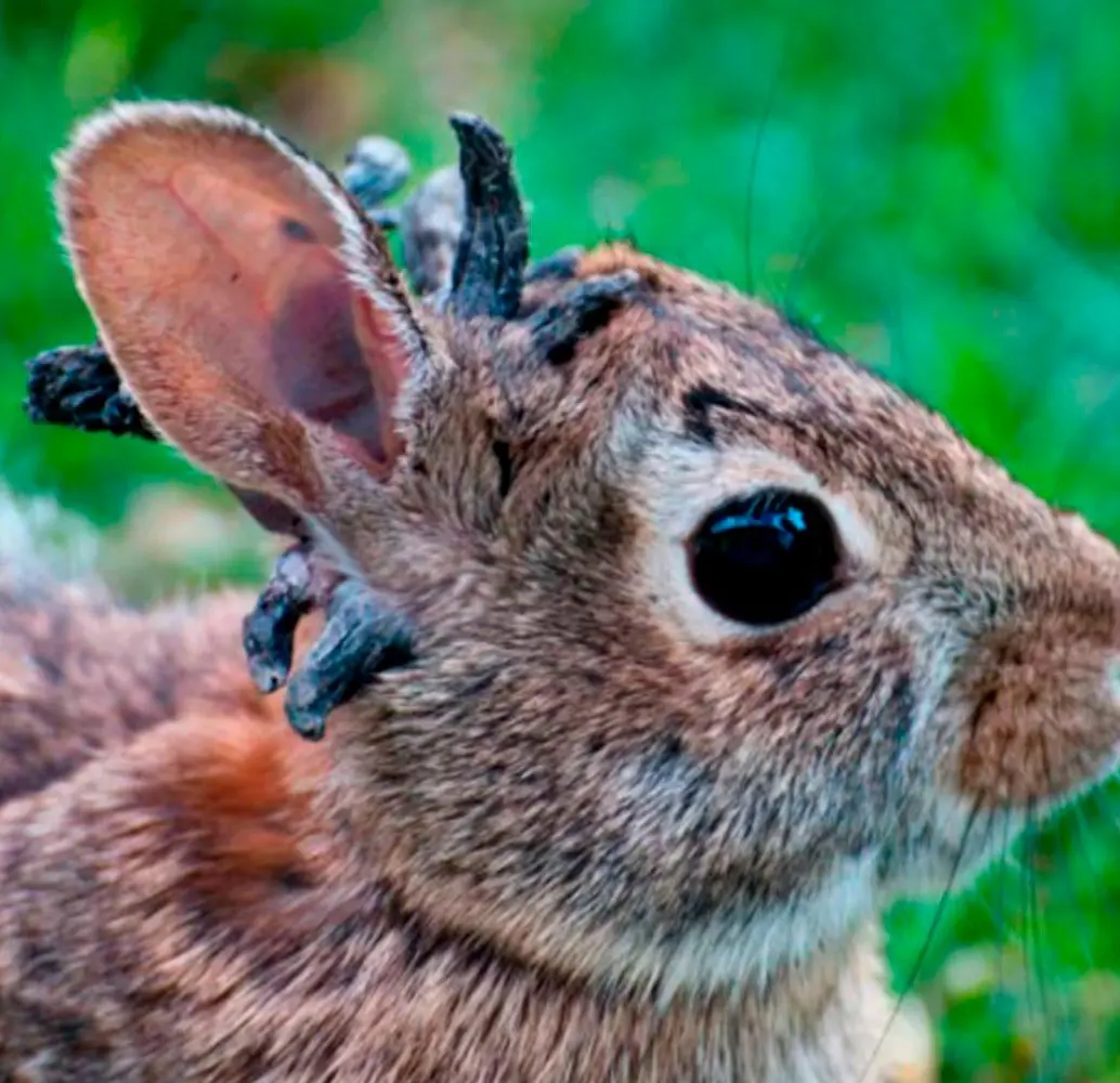 Autoridades informaron que los conejos tiene el virus del papiloma del conejo cola de algodón que se transmite a través de la picadura de insectos. Foto Education Images/Universal Images Group, vía Getty Images. 