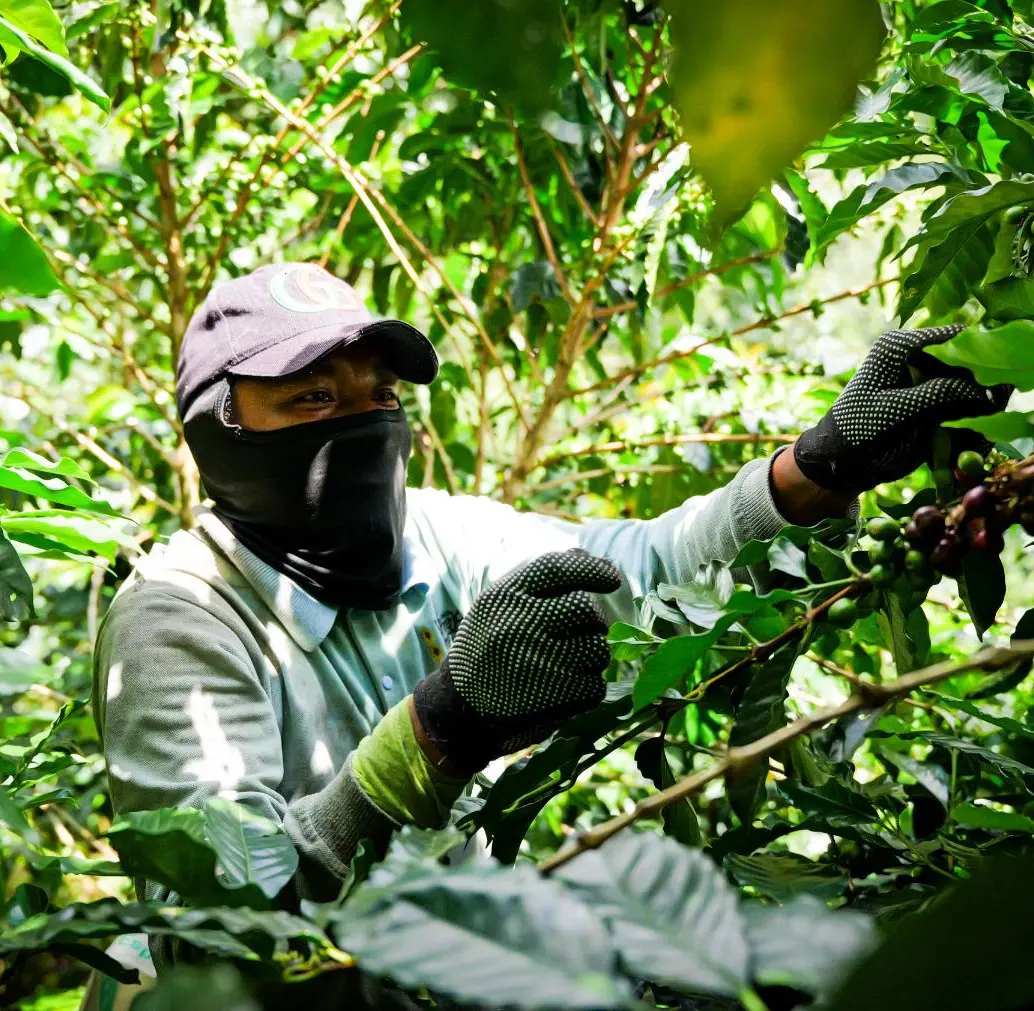 El mucílago es la capa pegajosa que está entre la cáscara y el grano de café. FOTO: Cortesía ITM