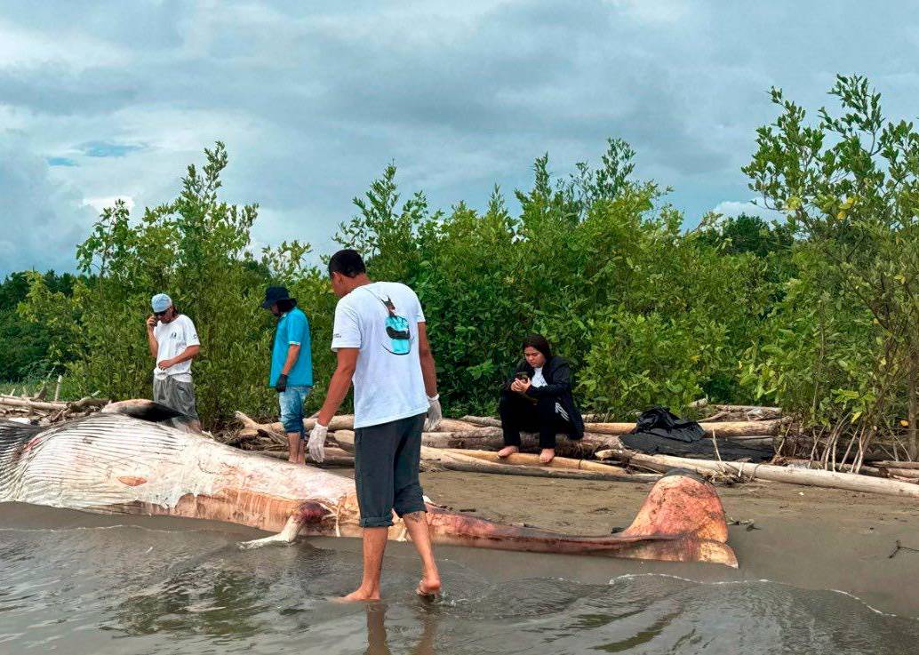Así fue encontrada la ballena minke, de 6,7 metros de largo, en la desembocadura del río Turbo con el mar. FOTO: CORTESÍA CORPOURABÁ