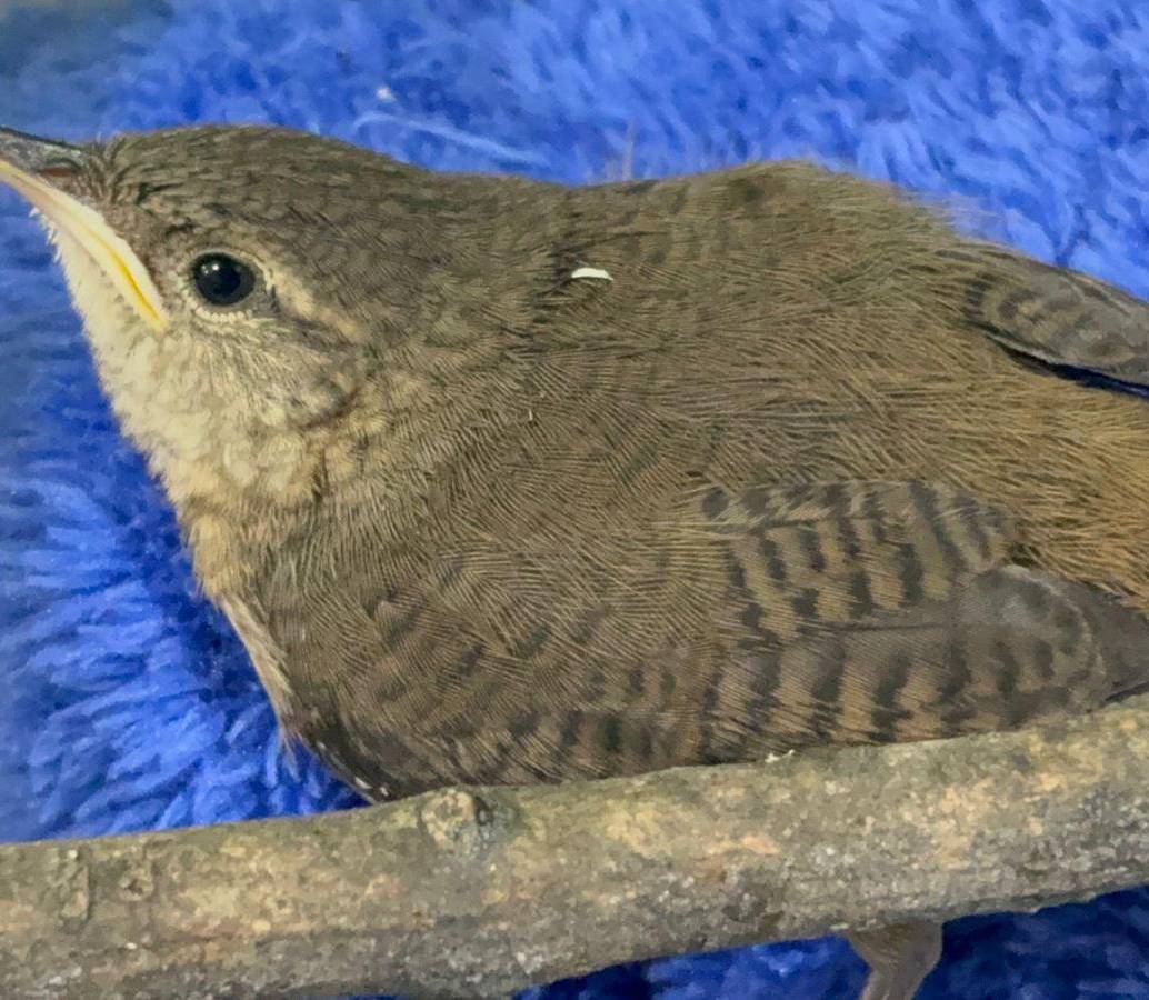 Una de las aves heridas sufrió un trauma craneoencefálico, mientras que las otras dos cayeron de sus nidos producto de los fuertes estruendos por quema de pólvora. FOTO Cortesía Área Metropolitana.