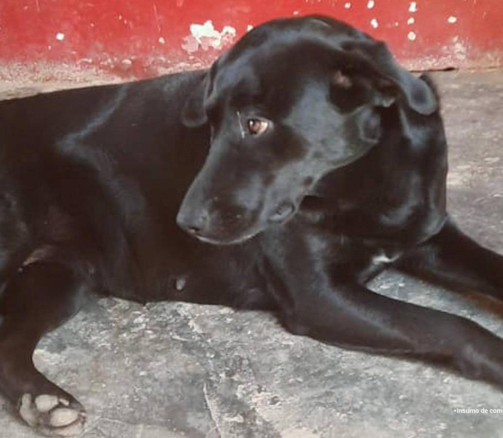 Médico veterinario imputado por la muerte de Alma, una perra embarazada en Antioquia. Foto: cortesía
