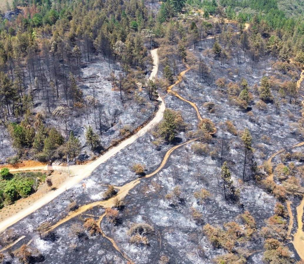 Las llamas afectaron gran parte del bosque natural del sector del Quitasol en Bello. FOTO: Manuel Saldarriaga