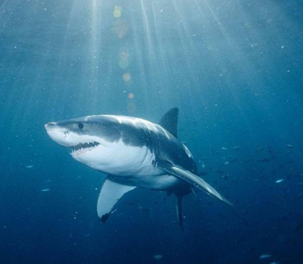 El tiburón hizo un trayecto como si hubiese recorrido cuatro veces a Estados Unidos de costa a costa. Foto: Imagen de referencia / National Geographic. 