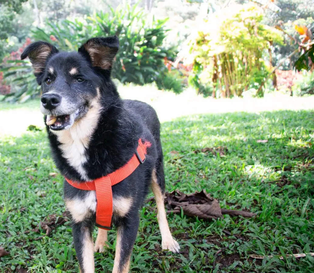Este es uno de los perritos geriátricos del refugio La Perla, que busca un nuevo hogar. FOTO: Cortesía