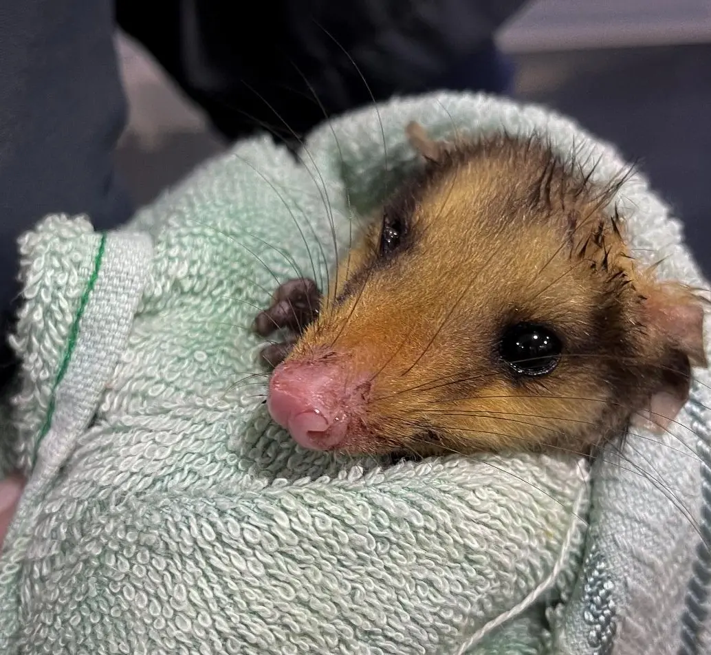 Una de las crías de zarigüeya que se vio afectada por la quema de pólvora en el Valle de Aburrá. FOTO Cortesía Área Metropolitana. 