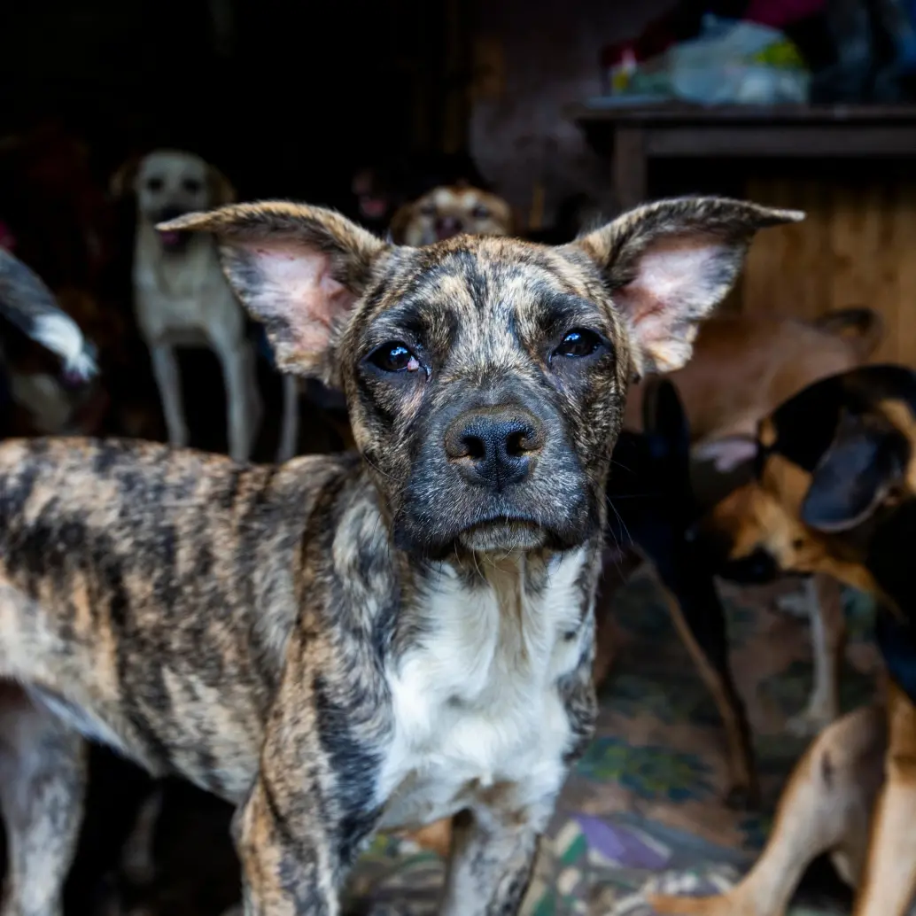 En Medellín, cerca del 63 % de los hogares conviven con al menos una mascota, lo que refleja la magnitud del impacto que tendría la creación de una cédula animal en la ciudad. FOTO Julio César Herrera 