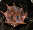 Ejemplar del pulpo flapjack de Carnarvon, una nueva especie descubierta en aguas profundas frente a las costas de Australia Occidental, a más de 1.000 metros de profundidad. FOTO cortesía