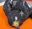 El gavilán fue atendido en el Centro de Atención, Valoración y Rehabilitación de fauna silvestre del Área Metropolitana del Valle de Aburrá. Recibió terapia fisiológica y tratamiento especializado. Foto: cortesía.