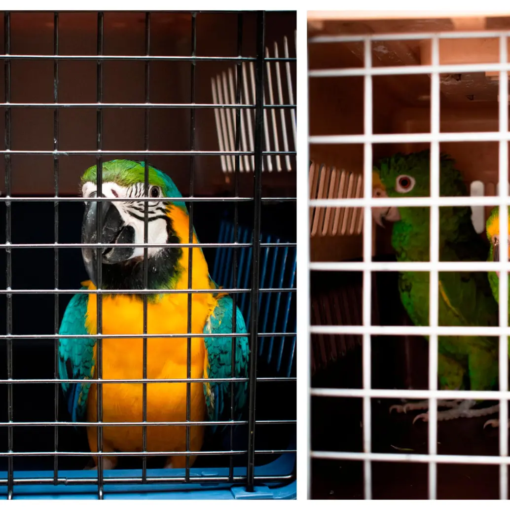 Estas fueron las aves halladas y luego trasladadas a un centro de rehabilitación animal. FOTOS: Cortesía Área Metropolitana