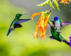 En Guarne los colibríes tienen su propia casa